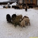 057Dobbiaco23012012_